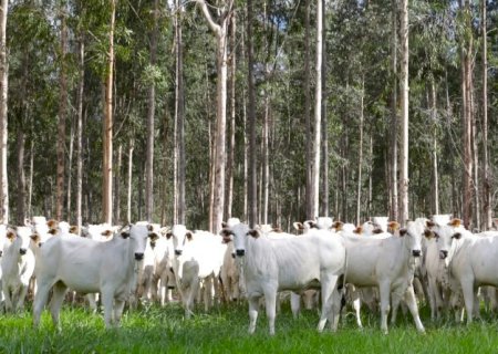 Motor de MS: agronegócio deve puxar PIB do Estado, com previsão de crescer 5,5% neste ano